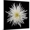 Chrysanthemum I-Jim Christensen-Mounted Photographic Print