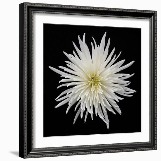 Chrysanthemum I-Jim Christensen-Framed Photographic Print