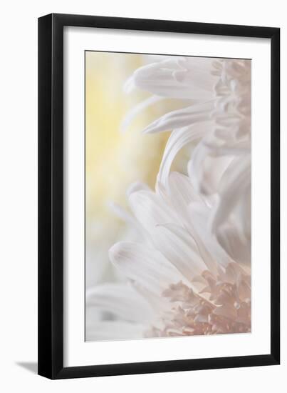 Chrysanthemum I-Kathy Mahan-Framed Photographic Print