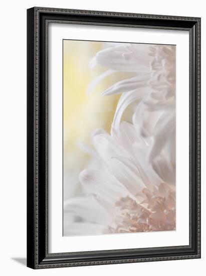 Chrysanthemum I-Kathy Mahan-Framed Photographic Print