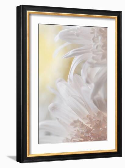 Chrysanthemum I-Kathy Mahan-Framed Photographic Print