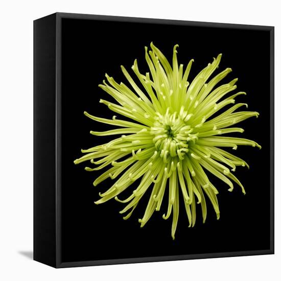 Chrysanthemum II-Jim Christensen-Framed Premier Image Canvas