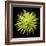 Chrysanthemum II-Jim Christensen-Framed Photographic Print