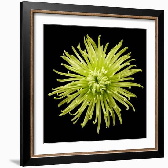 Chrysanthemum II-Jim Christensen-Framed Photographic Print