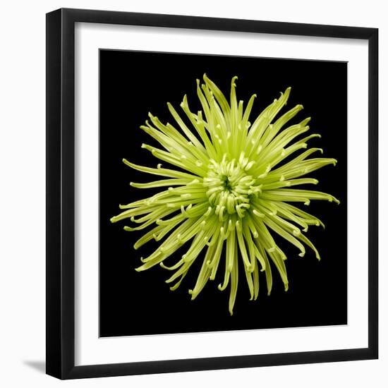 Chrysanthemum II-Jim Christensen-Framed Photographic Print