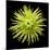 Chrysanthemum II-Jim Christensen-Mounted Photographic Print