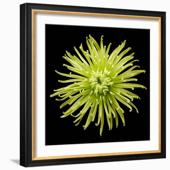 Chrysanthemum II-Jim Christensen-Framed Photographic Print