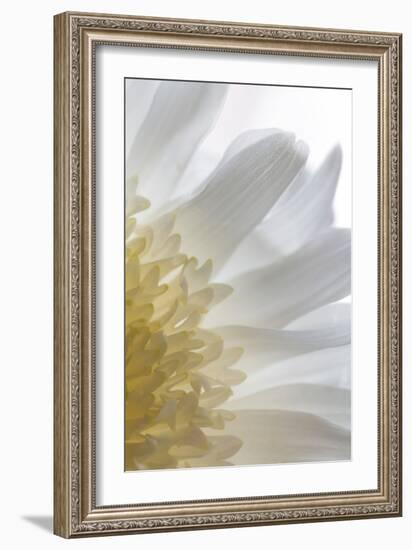Chrysanthemum II-Kathy Mahan-Framed Photographic Print