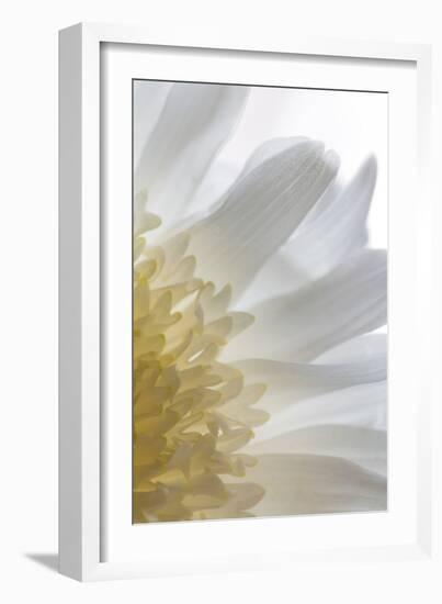 Chrysanthemum II-Kathy Mahan-Framed Photographic Print