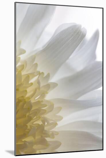 Chrysanthemum II-Kathy Mahan-Mounted Photographic Print