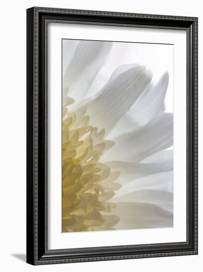 Chrysanthemum II-Kathy Mahan-Framed Photographic Print