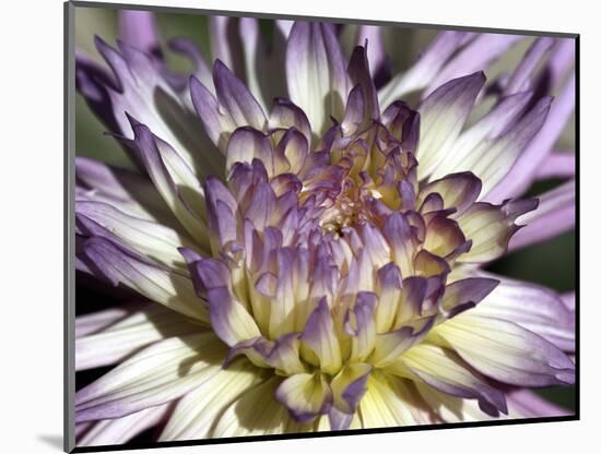 Chrysanthemum in Bloom-null-Mounted Photographic Print