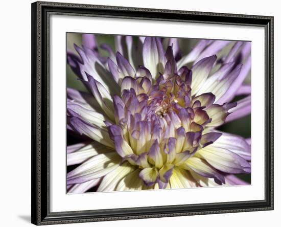 Chrysanthemum in Bloom-null-Framed Photographic Print