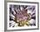 Chrysanthemum in Bloom-null-Framed Photographic Print