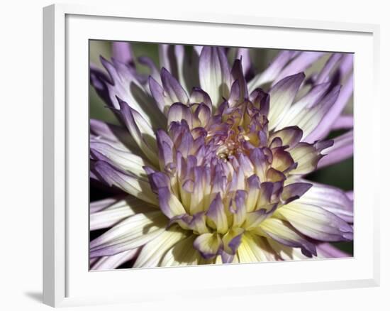 Chrysanthemum in Bloom-null-Framed Photographic Print