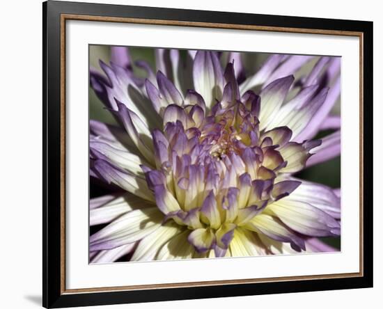 Chrysanthemum in Bloom-null-Framed Photographic Print