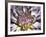 Chrysanthemum in Bloom-null-Framed Photographic Print