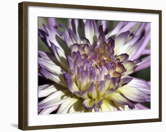 Chrysanthemum in Bloom-null-Framed Photographic Print