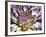 Chrysanthemum in Bloom-null-Framed Photographic Print