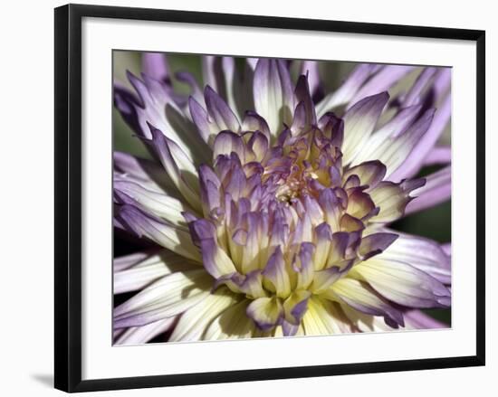 Chrysanthemum in Bloom-null-Framed Photographic Print