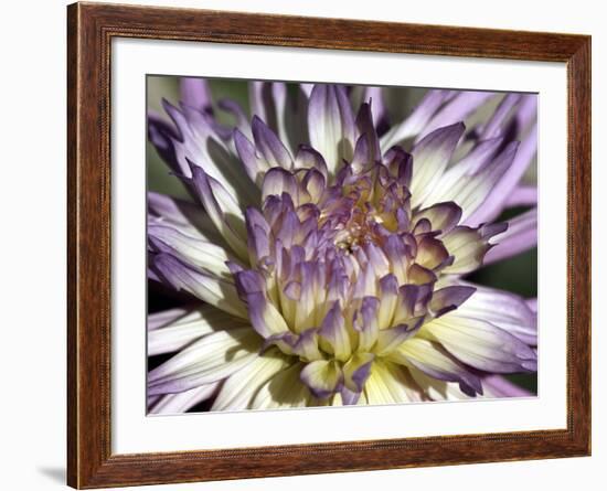 Chrysanthemum in Bloom-null-Framed Photographic Print