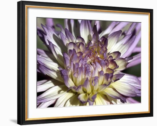 Chrysanthemum in Bloom-null-Framed Photographic Print