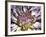 Chrysanthemum in Bloom-null-Framed Photographic Print