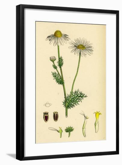 Chrysanthemum Inodorum Var. Genuinum Scentless Mayweed Var. A-null-Framed Giclee Print