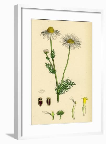 Chrysanthemum Inodorum Var. Genuinum Scentless Mayweed Var. A-null-Framed Giclee Print