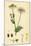 Chrysanthemum Inodorum Var. Genuinum Scentless Mayweed Var. A-null-Mounted Giclee Print