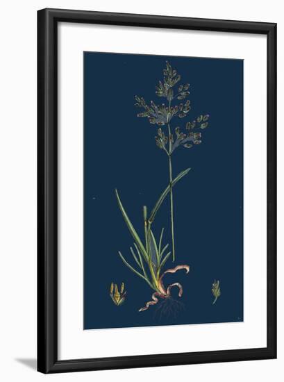 Chrysanthemum Inodorum, Var. Maritimum; Scentless Mayweed, Var. B-null-Framed Giclee Print