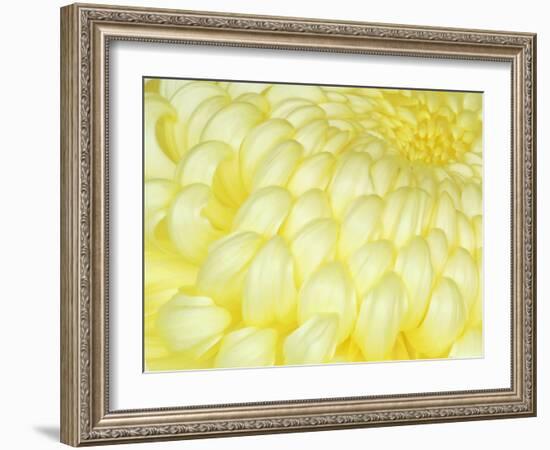 Chrysanthemum, Ise Shrine, Mie, Japan-Rob Tilley-Framed Photographic Print