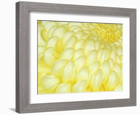 Chrysanthemum, Ise Shrine, Mie, Japan-Rob Tilley-Framed Photographic Print