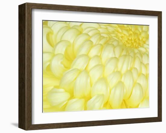 Chrysanthemum, Ise Shrine, Mie, Japan-Rob Tilley-Framed Photographic Print