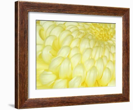 Chrysanthemum, Ise Shrine, Mie, Japan-Rob Tilley-Framed Photographic Print