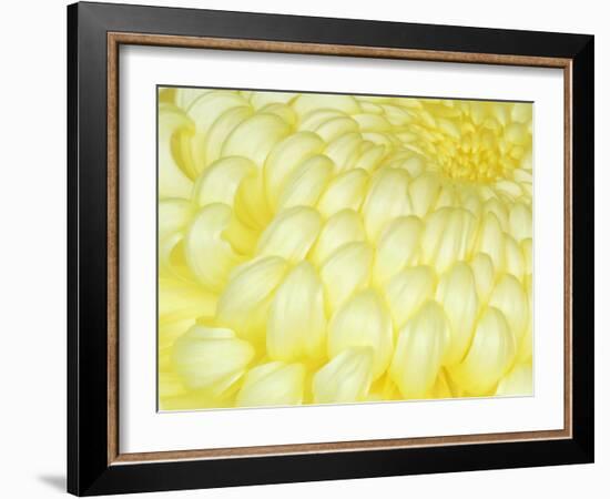 Chrysanthemum, Ise Shrine, Mie, Japan-Rob Tilley-Framed Photographic Print