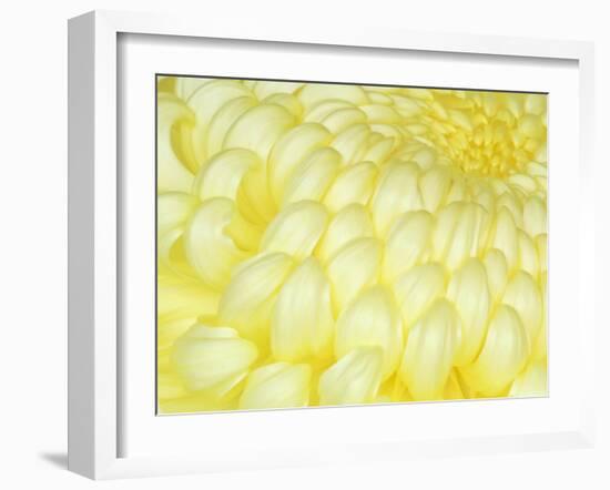 Chrysanthemum, Ise Shrine, Mie, Japan-Rob Tilley-Framed Photographic Print