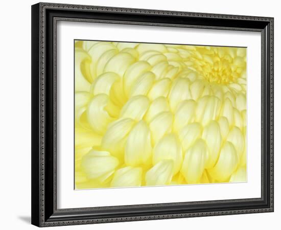 Chrysanthemum, Ise Shrine, Mie, Japan-Rob Tilley-Framed Photographic Print