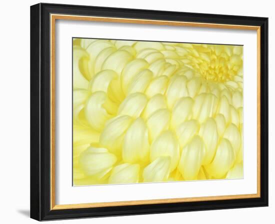 Chrysanthemum, Ise Shrine, Mie, Japan-Rob Tilley-Framed Photographic Print