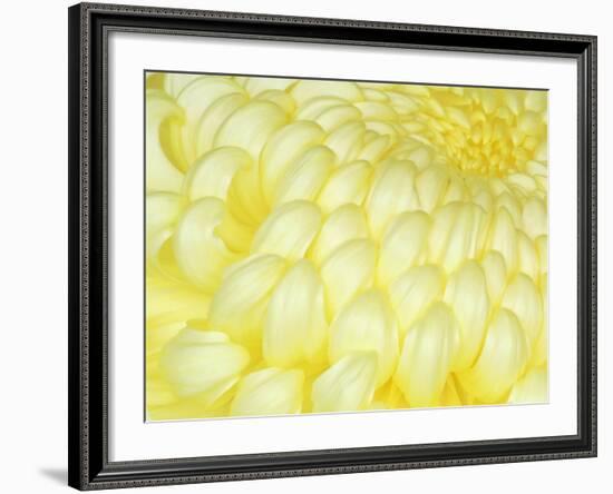 Chrysanthemum, Ise Shrine, Mie, Japan-Rob Tilley-Framed Photographic Print