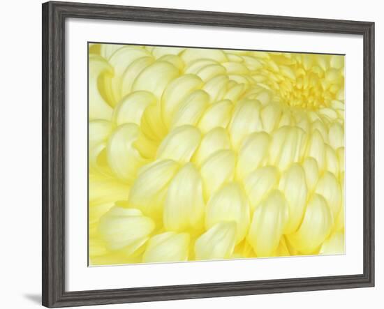 Chrysanthemum, Ise Shrine, Mie, Japan-Rob Tilley-Framed Photographic Print