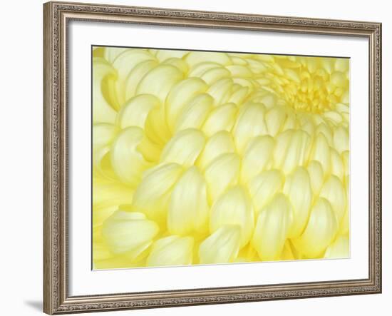 Chrysanthemum, Ise Shrine, Mie, Japan-Rob Tilley-Framed Photographic Print