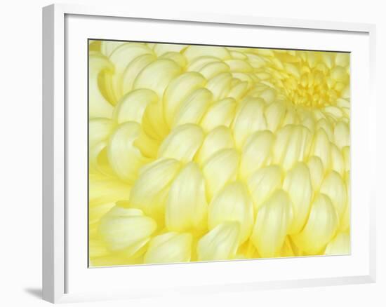 Chrysanthemum, Ise Shrine, Mie, Japan-Rob Tilley-Framed Photographic Print