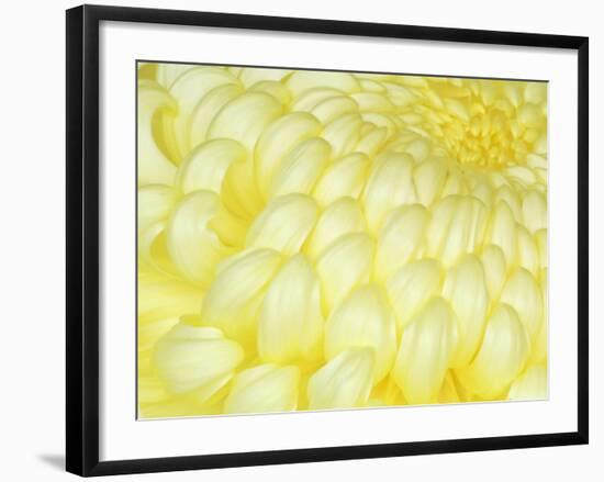 Chrysanthemum, Ise Shrine, Mie, Japan-Rob Tilley-Framed Photographic Print