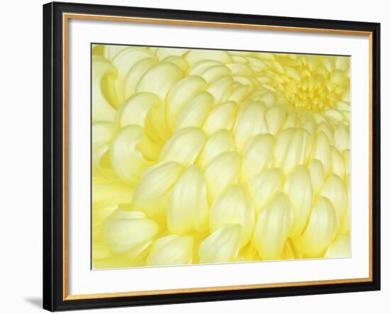 Chrysanthemum, Ise Shrine, Mie, Japan-Rob Tilley-Framed Photographic Print