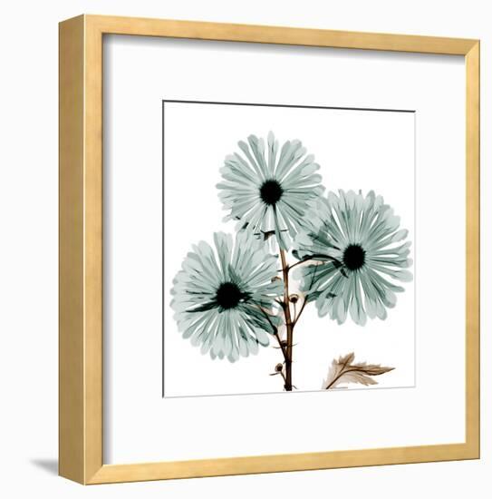 Chrysanthemum Love-Albert Koetsier-Framed Art Print