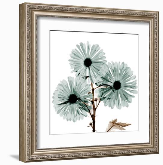 Chrysanthemum Love-Albert Koetsier-Framed Art Print