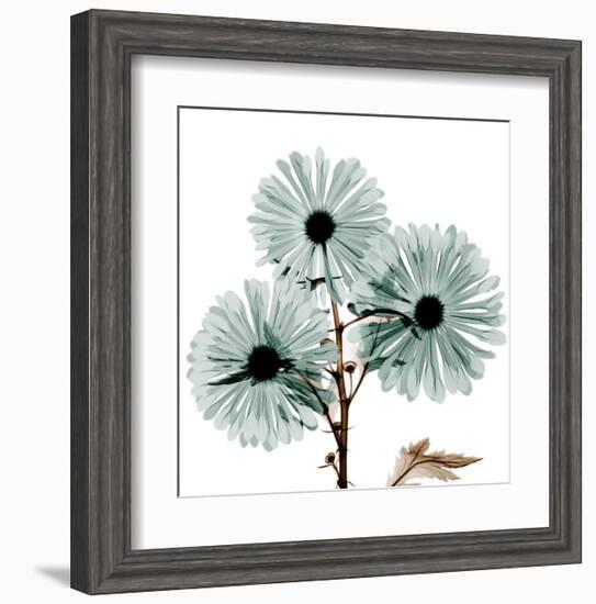 Chrysanthemum Love-Albert Koetsier-Framed Art Print