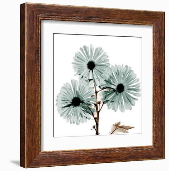Chrysanthemum Love-Albert Koetsier-Framed Art Print