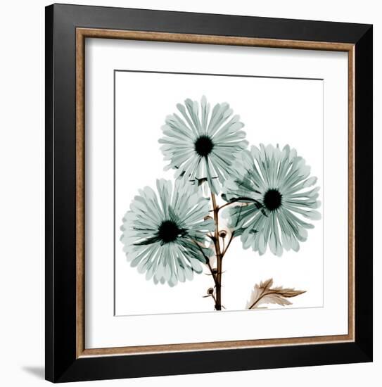 Chrysanthemum Love-Albert Koetsier-Framed Art Print